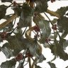 FrenchHolly